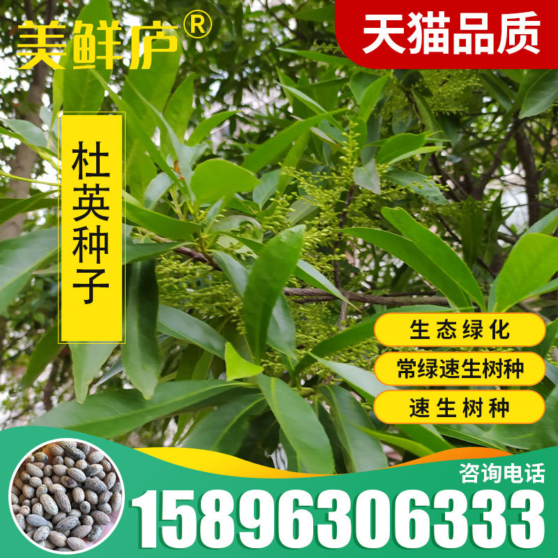 杜英种子假杨梅梅擦饭青果野橄榄胆八树橄榄缘瓣杜英常绿速生树种