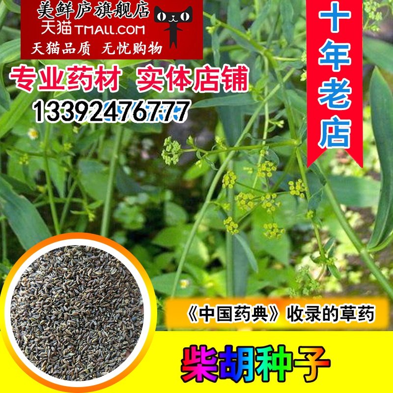 优质柴胡种子 地熏 31号柴胡 805北柴胡三岛柴胡山菜柴草