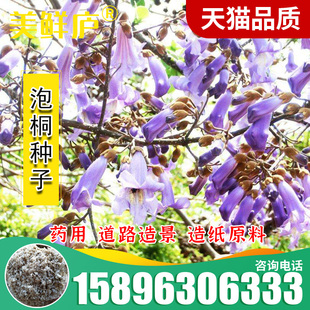 泡桐种子 白花泡桐 大果泡桐 空桐木 水桐 桐木树 紫花树毛 优质