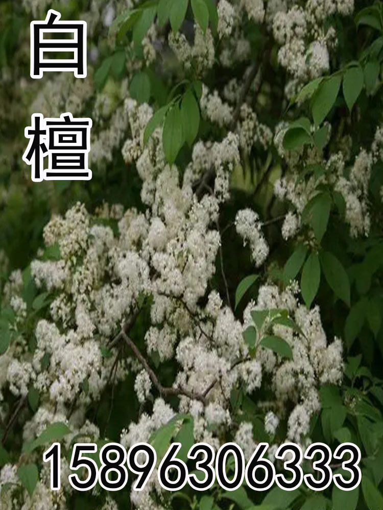 白檀种子檀香籽木质含香优质木材叶作农药药用建筑用材檀香树种子