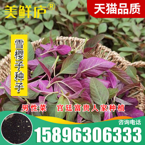 雪樱子种子 绿色保健蔬菜种子 男性菜种子 男人温补特菜种子