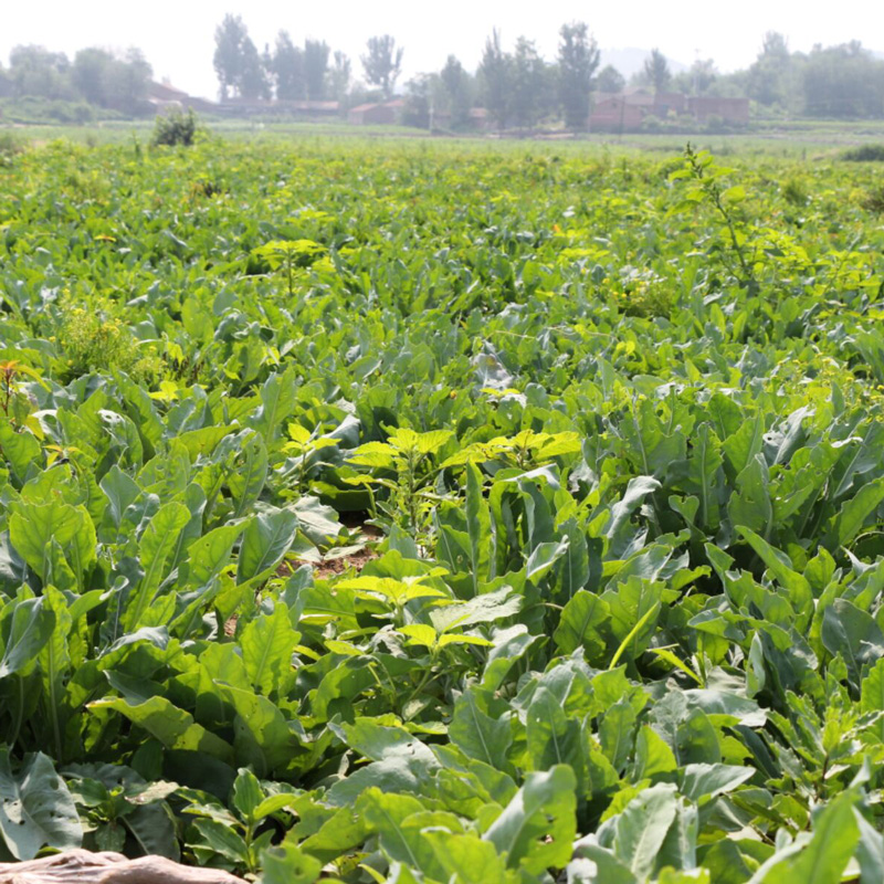 板蓝根散装四季新材两用大青叶