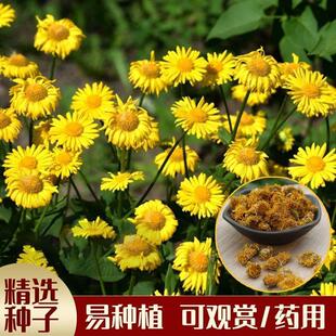 旋覆花种子草籽别名金佛花种子四季种植 金佛草籽六月菊旋复花