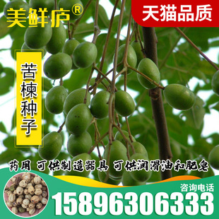 新采苦楝树种子 苦楝种子 楝树紫花树种子楝枣种子苦楝子种籽包邮