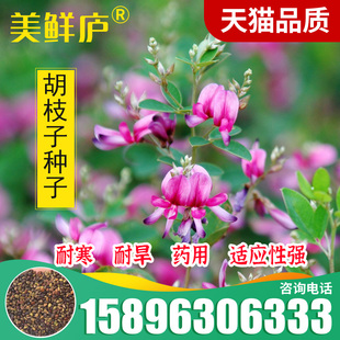 胡枝子种子护坡灌木美丽胡枝子二色胡枝子花卉林木截叶胡枝子种籽