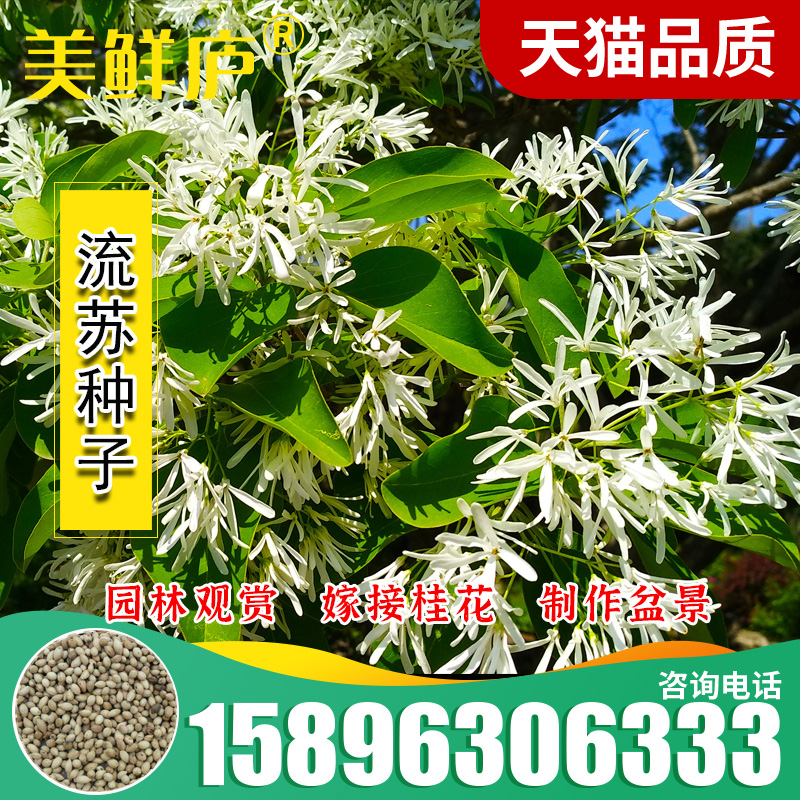 新鲜流苏油棘流苏牛筋子乌金