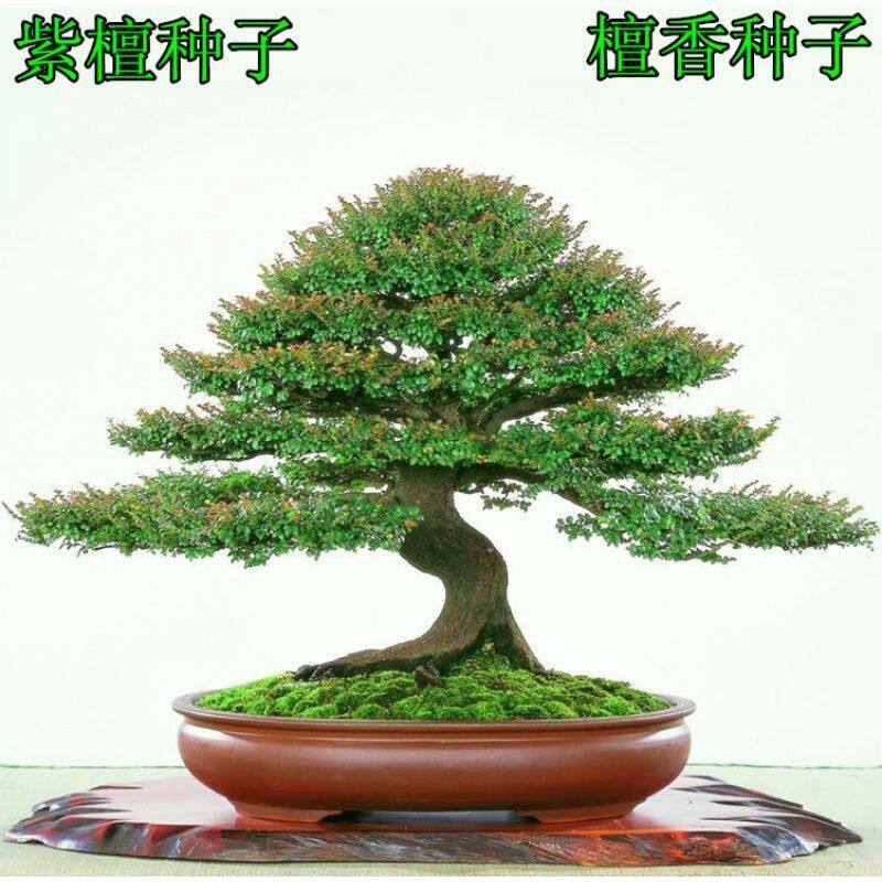 紫檀种子  印度小叶紫檀树种子 檀香树种子林林种籽 包邮