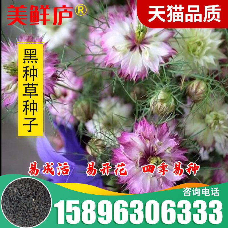 黑种草种子适合冬天种的花秋季四季室外盆栽花卉鲜花庭院开花不断