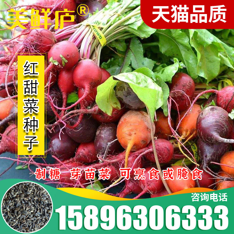 散装红甜菜根种子田菜根红菜头芽苗菜紫红甜菜头种子四季播种籽