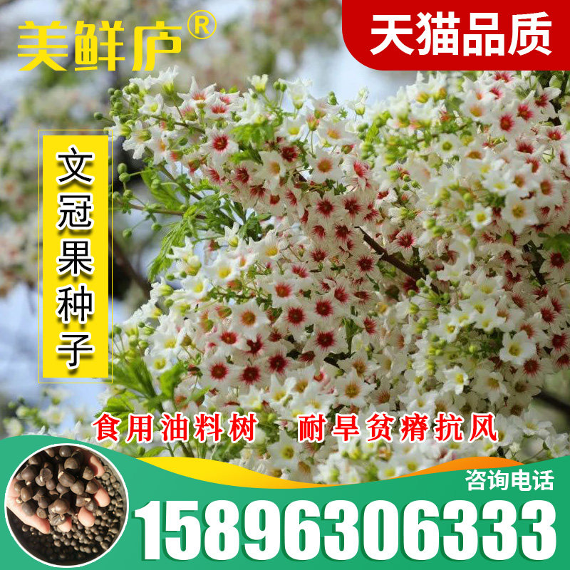 文冠果种子园林绿化花卉用种林木果树多年生观赏树木油料树种子