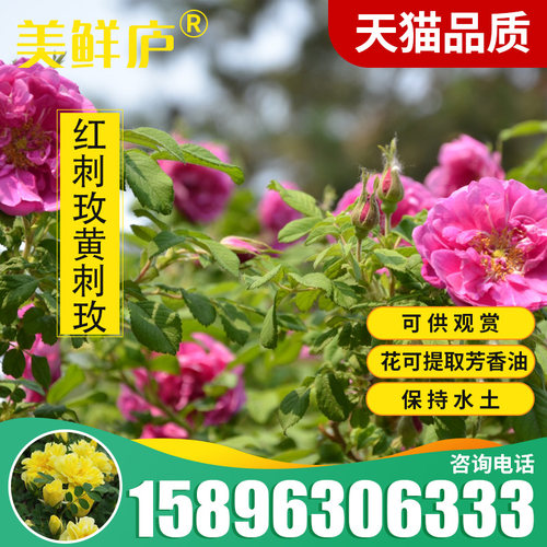 园林绿化当年大花藤本黄刺玫种子