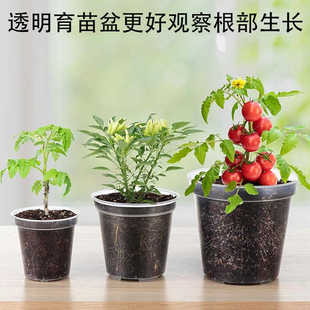 加厚塑料透明盆蝴蝶兰石斛多肉育苗兰花盆塑料黑色控根网底花盆