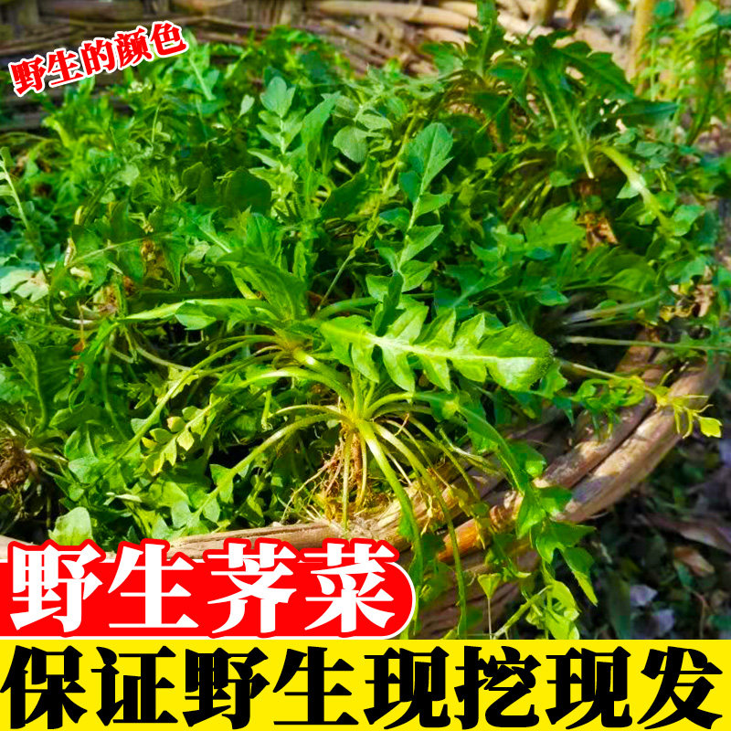 陕西野生荠菜野菜新鲜包邮荠荠菜地丁菜北方当季现挖现发4斤包邮