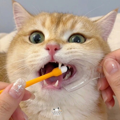猫咪刷牙开口神器口腔扩口器宠物狗狗清洁牙齿辅助器耐高温易清洗