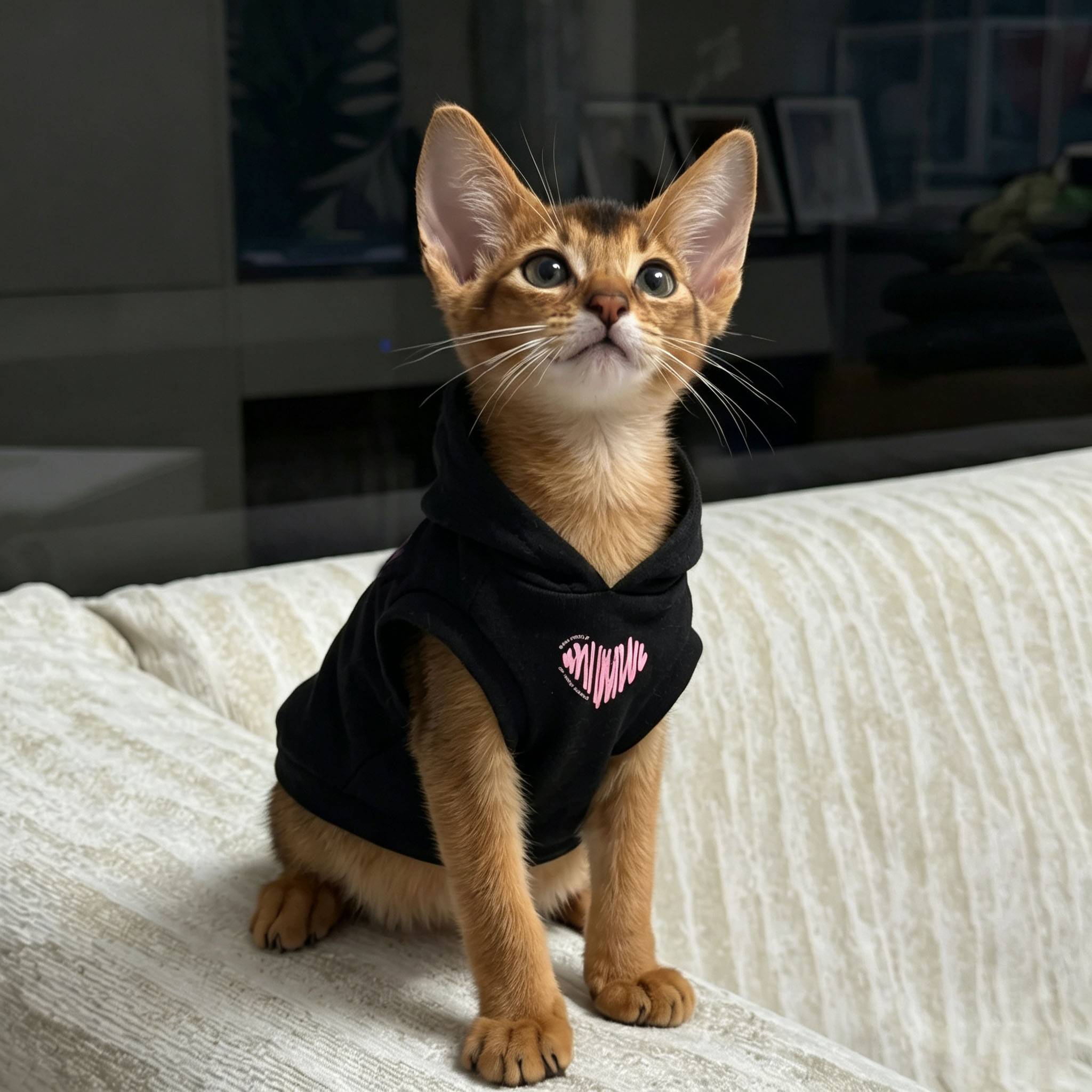 猫咪衣服阿比西尼亚德文猫宠物服装2026新款狗狗小猫卫衣无毛猫