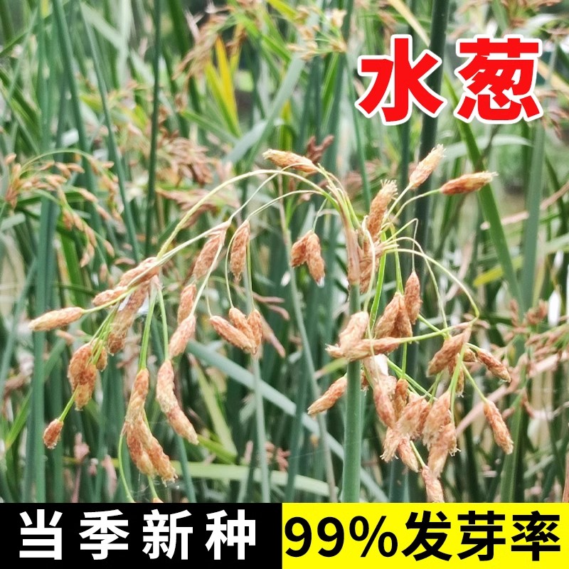 水葱种子水生植物草种四季播种易活挺水草籽耐寒多年生宿根花种图片
