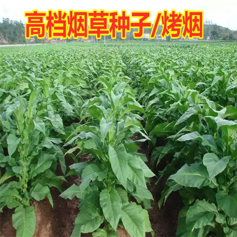 烟草种子 云烟87烤烟种云烟99云烟100四季烟草种 烟叶