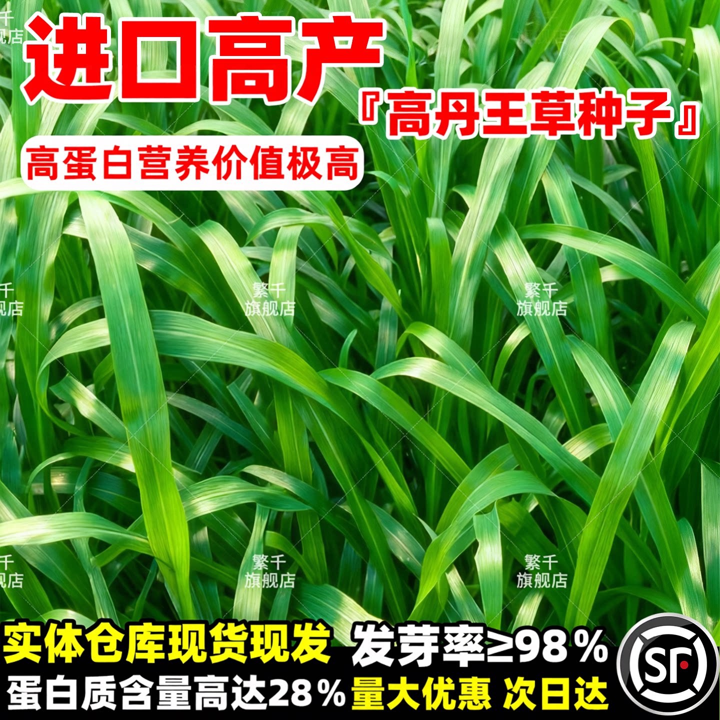 进口高产高丹王草牧草种子四季苏丹草种籽养殖喂猪牛羊鸭鹅鱼草籽