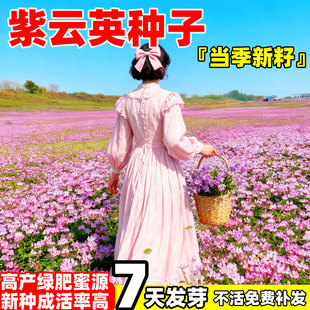 紫云英种子红花草种子食用高产草籽蜜源固氮果园绿肥四季牧草种子