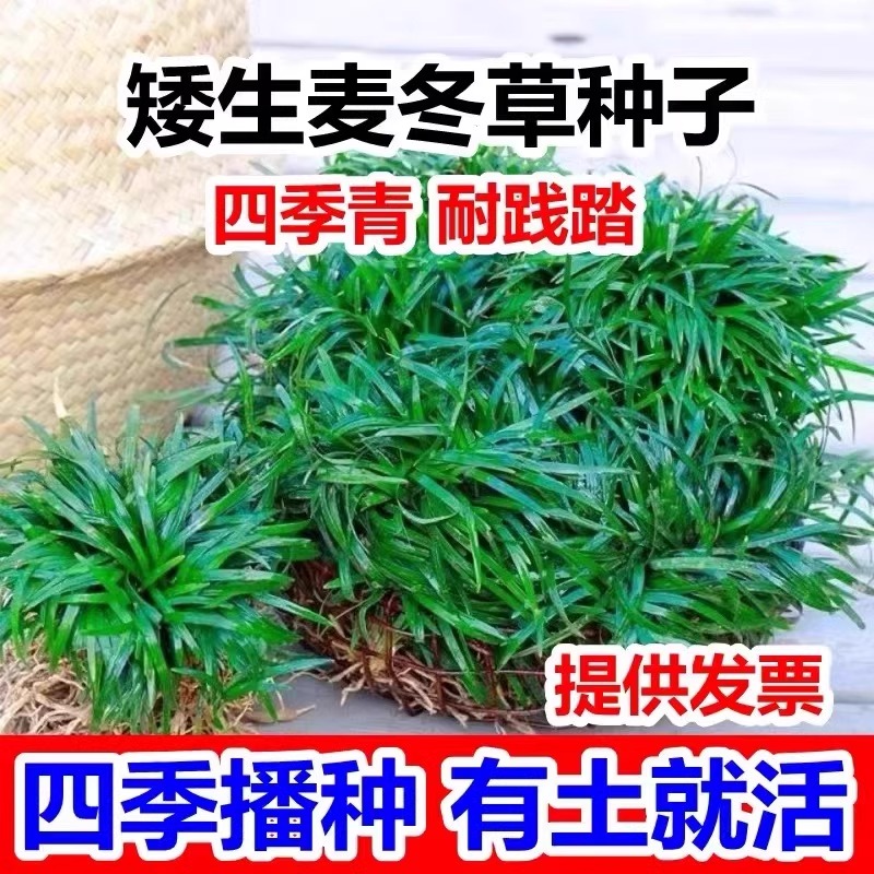 四季常青麦冬草草籽玉龙草日本矮麦冬草种籽细叶麦冬庭院绿化种子