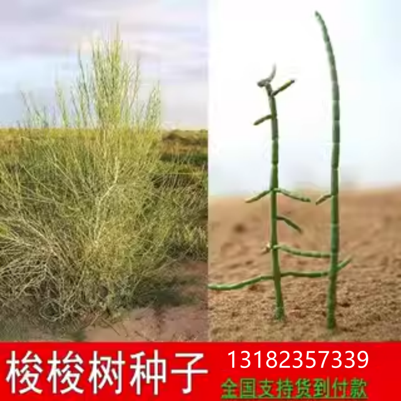 抗旱固沙种子梭梭树种籽 毛条种子培育肉苁蓉的好树木沙漠先锋