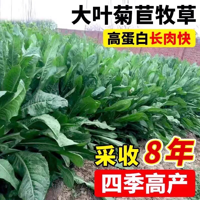 菊苣草种籽大叶多年生喂猪菜兔子牛羊鱼鸡鸭鹅爱吃的四季牧草种子
