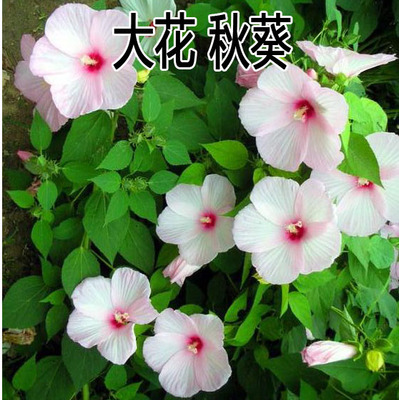 芙蓉花种籽大秋葵子草庭院围