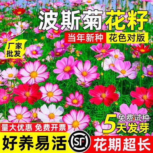 波斯菊花籽格桑花种子耐寒耐旱易活花海工程景观野花组合花卉种籽