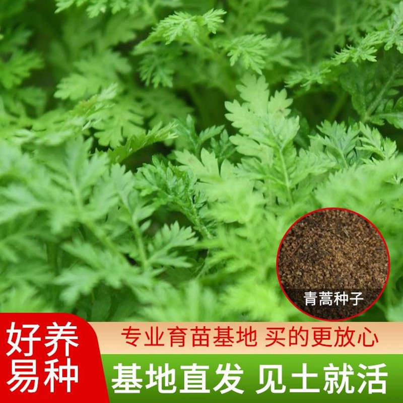 青蒿种子材籽春秋播素