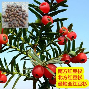 正宗沙藏红豆杉种子 南方红豆杉种子 北方曼地亚红豆杉树种子乔木