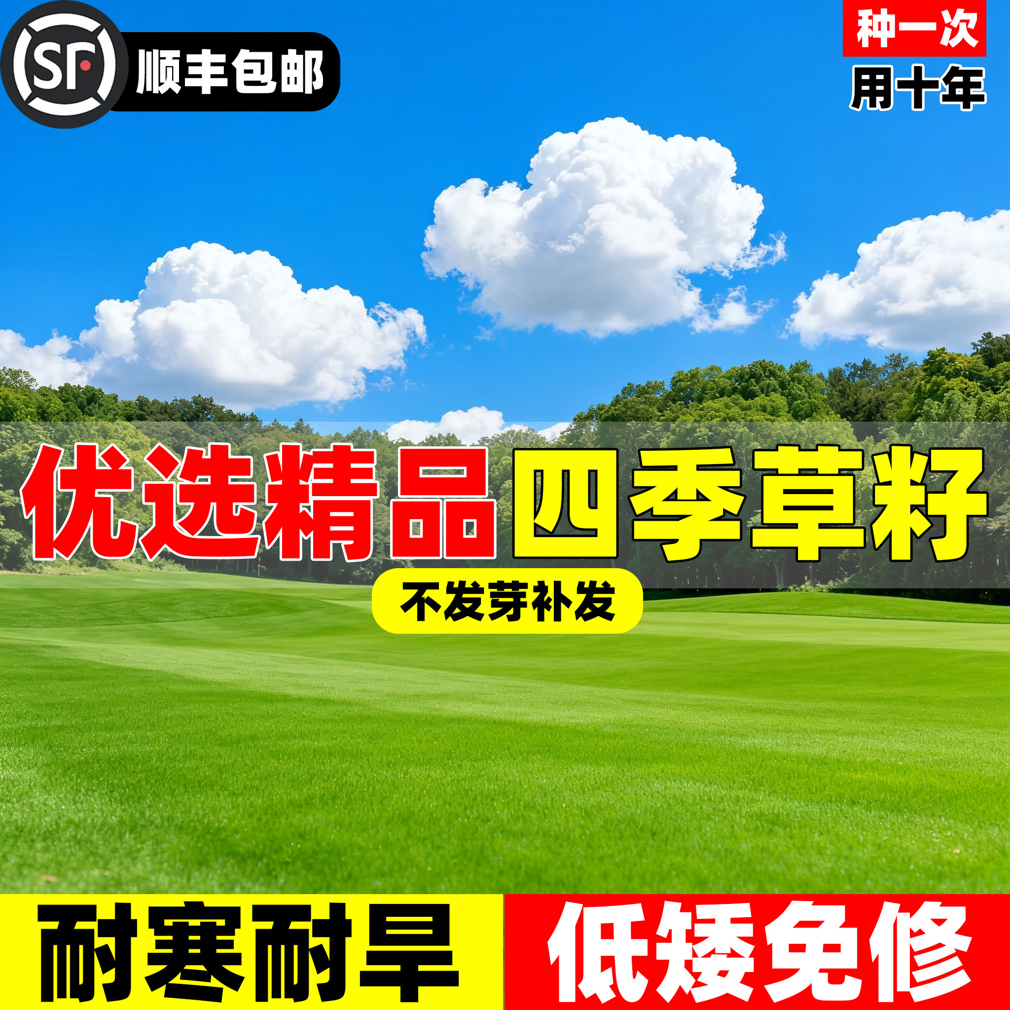 草坪草籽庭院绿化高羊茅黑麦草种