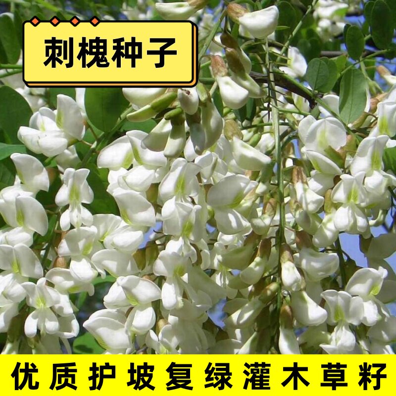 刺槐种子洋槐香护坡固土树木植物紫穗槐种籽矿山复绿白花灌木草籽