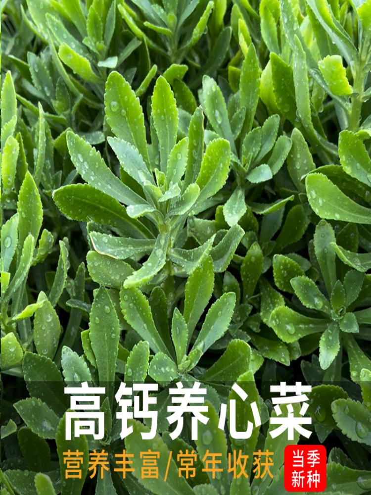 【养心菜种子】救心菜种苗春四季播种盆栽阳台庭院野菜蔬菜养心菜