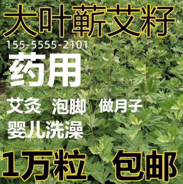 药用艾草艾叶种籽 艾绒蕲艾植物大叶艾草种子艾草苗五月艾籽