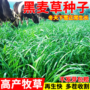 进口四倍体黑麦草种子养殖猪牛羊鸡鸭鹅鱼草种籽宽叶高产牧草种子