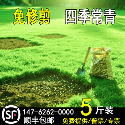 草坪草籽护坡狗牙根马尼拉四季青