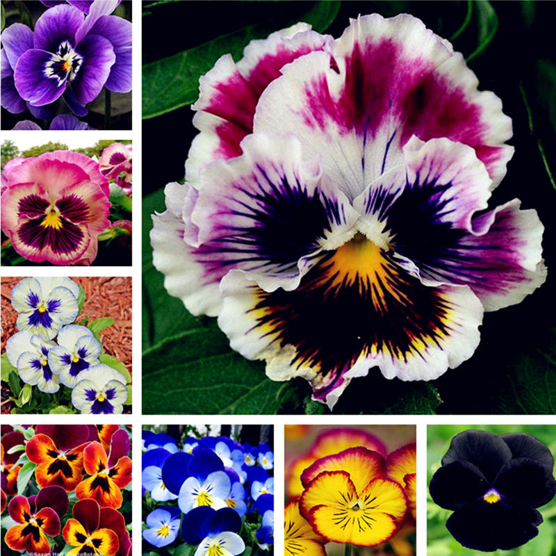 三色堇花种子秋冬季播猫儿