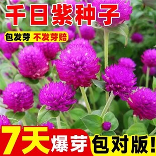 千日红种子千日紫春播观花种子百日红火球花种籽景观绿化易活花籽