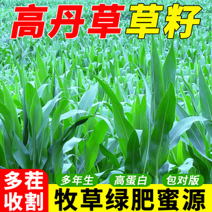 高丹草种子进口苏丹草种籽高丹王草牧草种籽喂鱼兔鸭鹅猪牛羊草籽