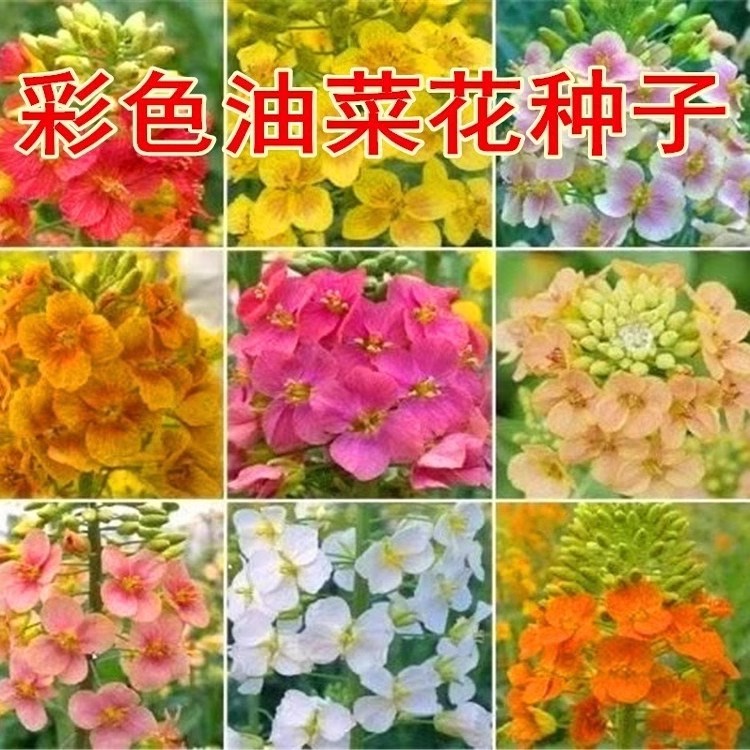 观赏彩色油菜花优质油菜花种子