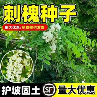 刺槐种子护坡固土草籽草种白花刺槐树香花槐紫穗槐洋槐槐花树种籽