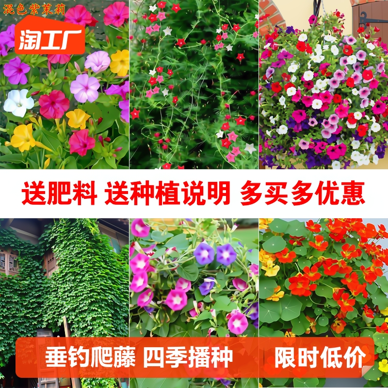 牵牛花种子喇叭室外爬藤卉