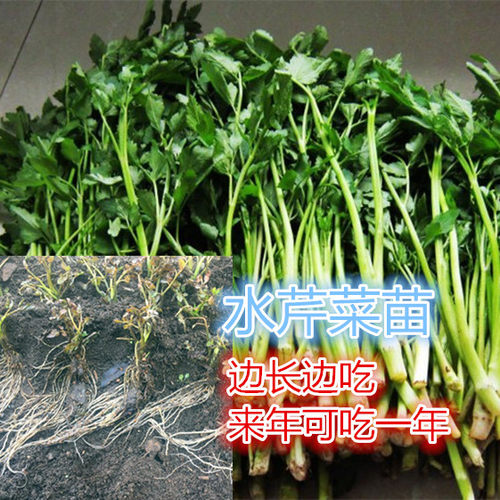 野生水芹菜价格 野生水芹菜图片 星期三