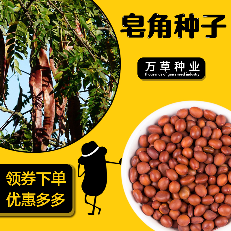 大皂角种子 新采优质巨刺大皂角籽篱笆围栏皂角树种子中药材种子