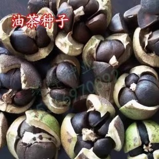 新采大果红花油茶种子广西油茶籽软枝白花油茶种子当年种子