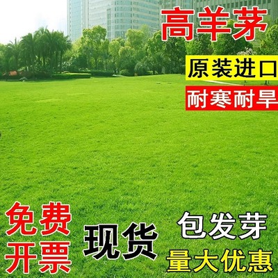 进口高羊茅草籽四季常青民宿露营绿化工程草坪种子耐践踏草皮种籽