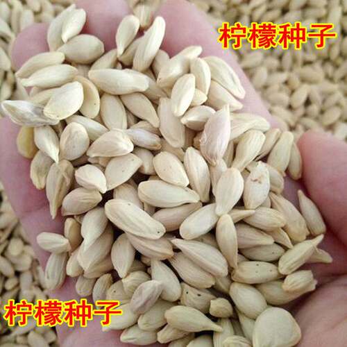 新鲜柠檬种子嫁接果树籽阳