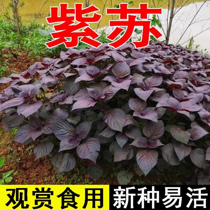 紫苏子紫苏种子紫苏叶种籽盆栽可食用种植苗四季籽种蔬菜孑苏子叶