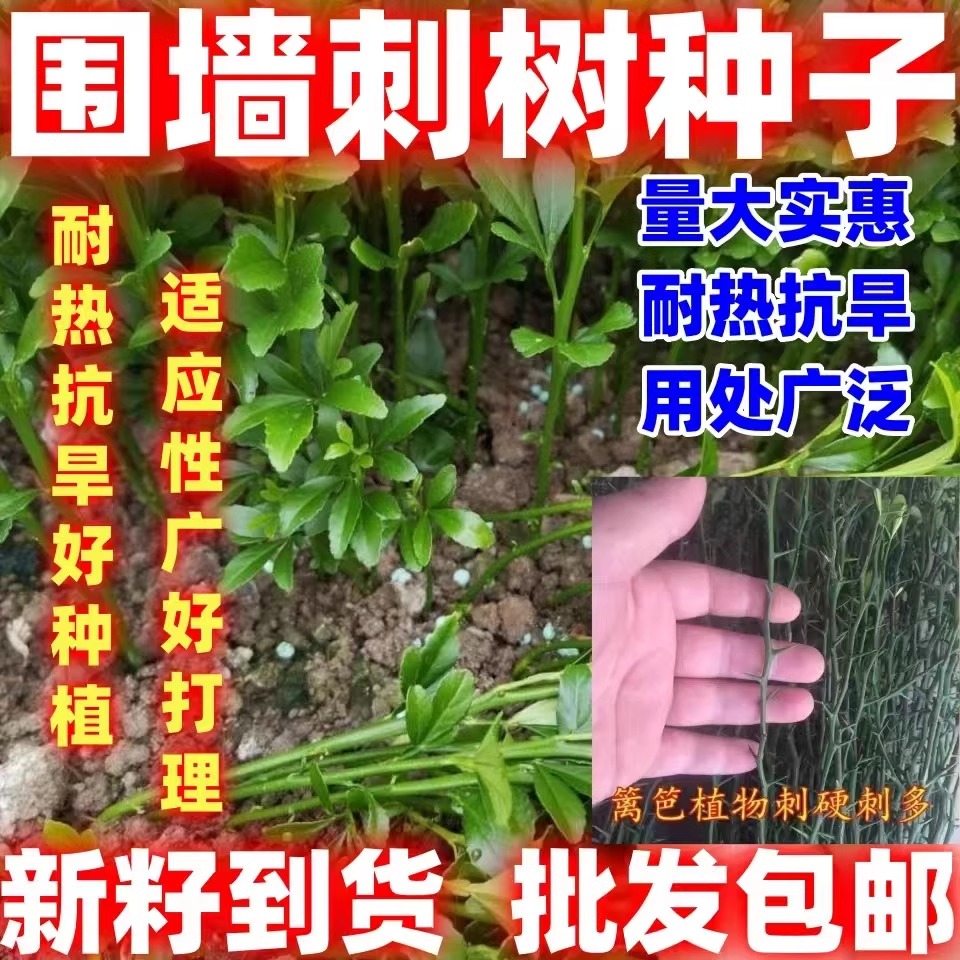 防盗护栏围墙篱笆墙带刺植物
