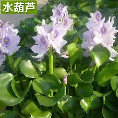 水葫芦水浮莲浮萍水草植物水生种子养龟养鱼养殖用品造景缸